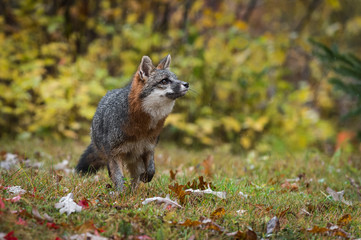 Naklejka na ściany i meble Grey Fox (Urocyon cinereoargenteus) Looks Up to Right Autumn