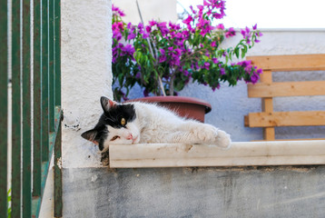 nice cat lying down on the step of a stair outdoor in greece island village