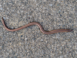 Obraz na płótnie Canvas Slowworm aka slow worm or blindworm, Anguis fragilis, top view. A reptile native to Eurasia. Aka deaf adder.