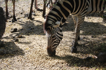 zebra