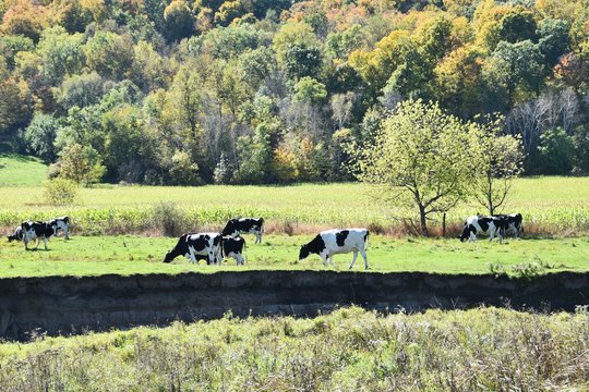 Dairy Cows by Steep Ditch