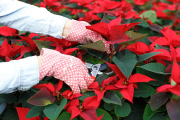 Hands of florist tending poinsettia plants