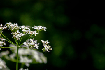 Elegant wildlife pattern of flowering plants on the meadows on a summer day.