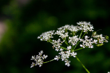 Elegant wildlife pattern of flowering plants on the meadows on a summer day.