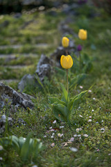 Foto fiori, insetti e ragni