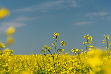 Obraz premium Rapeseed flowers