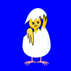 Illustration, item on blue background - chicken appears from the egg