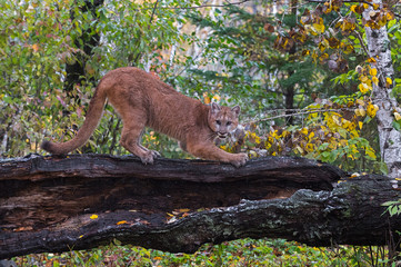Cougar (Puma concolor) Claws at Log in Lightly Falling Snow Autumn