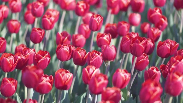 beautiful colorful tulips flowers bloom in spring garden.Decorative tulip flower blossom in springtime.Beauty of nature and vibrant color