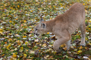 Cougar (Puma concolor) Steps Left Autumn