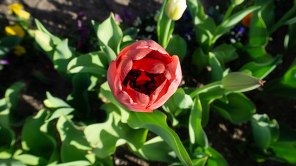 red tulip in garden