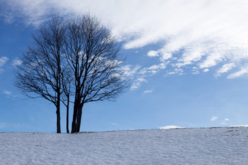 Solitaire tree in winter season, nature background