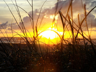 Fototapeta premium Sunrise over the bush