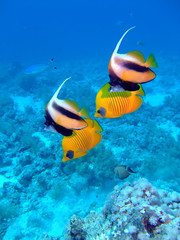 Red Sea Bannerfish (Heniochus intermedius)