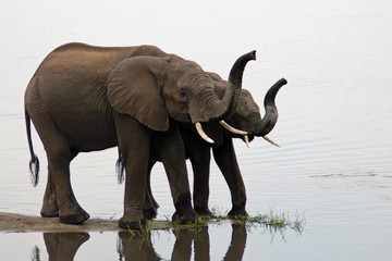 Elefantenkuh mit Kind