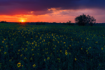 Canola colza agriculture field with yellow flowers shot at sunset against a vibrant but dramatic sky