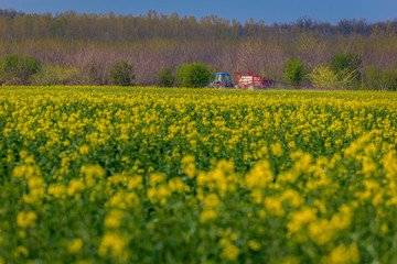 Obraz premium Tractor machine used in agriculture spraying insecticide from a tow on a canola cozla field