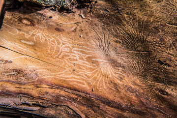 Chewing Channels - Evidence of bark beetle activity on a piece of wood