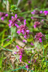 Dead-nettle (Lamium purpureum) blooming in a meadow