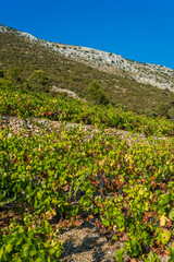 Fototapeta na wymiar Organic 'mali Plavac' grapes in local vineyard, Dingac Borak village, Peljesac Peninsula, Dalmatia, Croatia