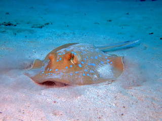 Bluespotted stingray (taeniura lymma)