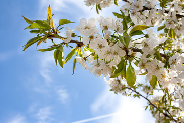 White flowers of cherries against the blue sky