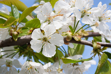 Białe kwiaty czereśni na tle błękitnego nieba © Monika
