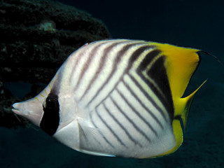 Threadfin butterflyfish (Chaetodon auriga). Taken in Red Sea, Egypt.