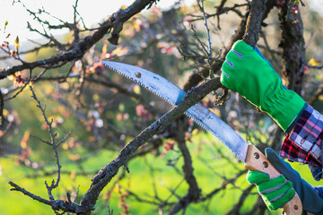 Gardener with hand saw trimming branch of fruit tree, gardening in orchard at spring
