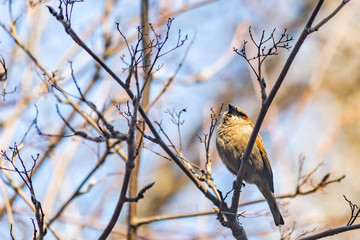 sparrow on a branch