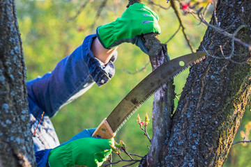 Hands with protective gloves and hand saw trimming branch of tree