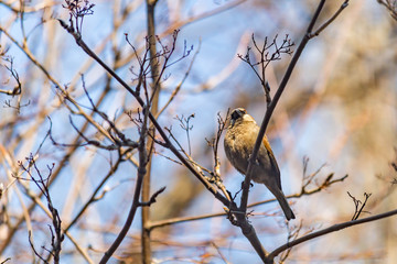 sparrow on a branch