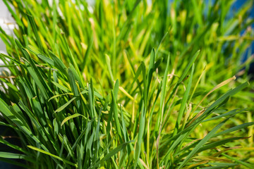 green grass texture