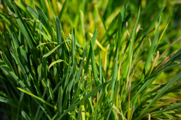 green grass texture