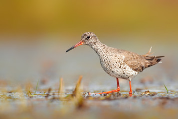 Common redshank (Tringa totanus)