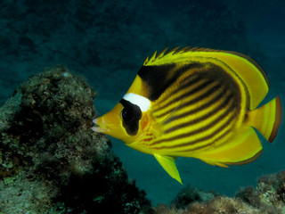 Red Sea Raccoon Butterflyfish (Chaetodon fasciatus)