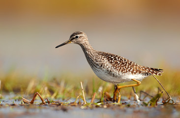 Wood sandpiper (Tringa glareola)