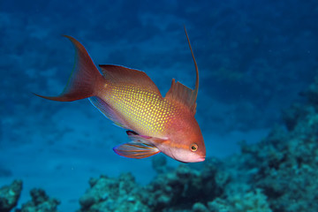 Lyretail anthias (Pseudanthias squamipinnis)