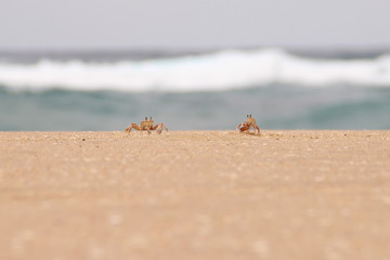 Krabben am Strand