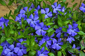 periwinkle small climber