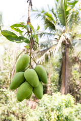green mango hanging,mango field,mango farm. Agricultural concept,Agricultural industry concept.Mangoes fruit on the tree in garden, Bunch of green ripe mango on tree in garden. Selective focus