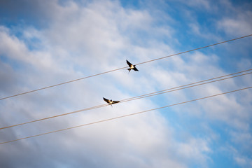 Swallows on the wires. Swallows against the blue sky. The swallow is ordinary