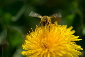 Bee an dandelion - pollination
