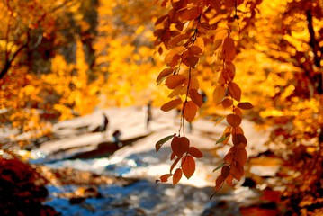 maple leaves in autumn