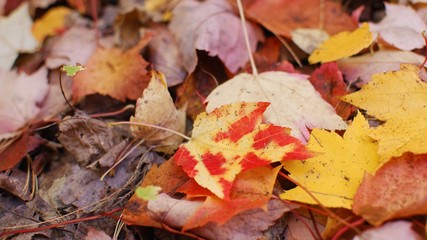 Autumn leaves on the ground
