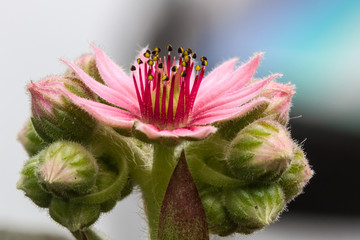 Hauswurzblüte 4