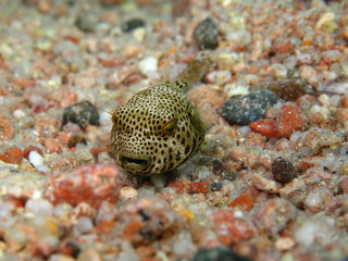 Baby Starry Puffer (Arothron stellatus)