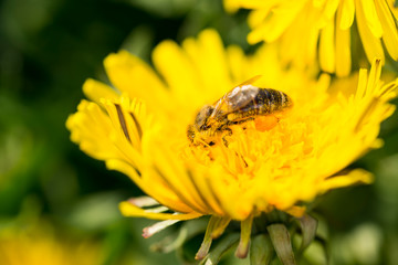 Bee an dandelion - pollination