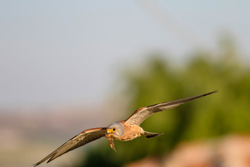 Bird of prey. Flying falcon with its hunt. Nature background. Bird: Lesser Kestrel. Falco naumanni. 