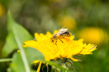 Bee an dandelion - pollination